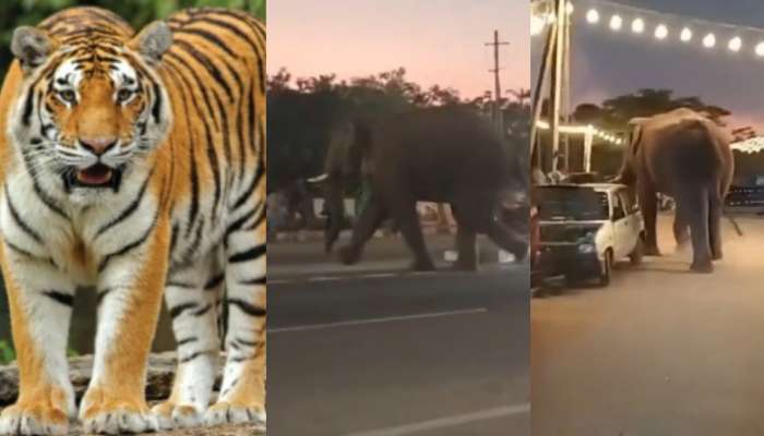 Elephant Runs Video: ఓర్నాయనో..  పులిని పట్టుకుందామని వచ్చి రోడ్డు మీద పరుగులు పెట్టిన భారీ ఏనుగు.. వీడియో వైరల్..