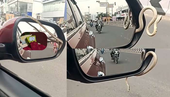 Snake Video: మీ కారును చెట్ల కింద పార్కింగ్ చేస్తున్నారా..?.. ఒక్కసారి ఈ వీడియో చూడండి.. 