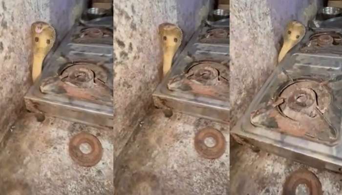 Snake Video: బాప్ రే.. కిచెన్‌లో నక్కి బుసలు కొడుతున్న నాగుపాము.. ఓళ్లు గగుర్పొడిచే వీడియో..