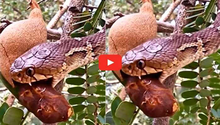 Snake Video: చింత చెట్టు ఎక్కి.. చింతపండు తింటున్న విషపూరితమైన పాము.. వీడియో ఇదే..
