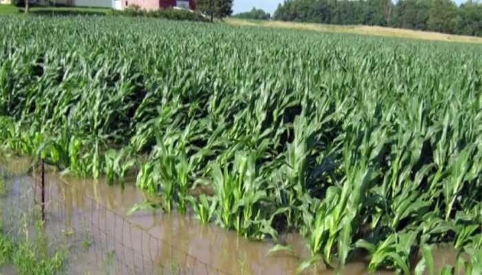 Telangana Paddy Loss:రైతులకు ప్రభుత్వం బంపరాఫర్.. నష్టపోయిన పంటకు ఎకరాకు రూ. 10 వేలు పరిహారం.. 