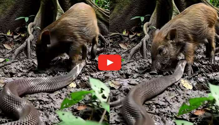 Cobra And Pig Video: వామ్మో.. ఒకే చోట రాజనాగు, అడవిపంది.. వీడియో చూస్తే భయపడడం ఖాయం..