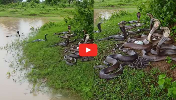 Black Cobras Video: వామ్మో.. నది నడి ఒడ్డున వందలాది బ్లాక్‌ కోబ్రాలు.. అసలు వీడియో ఎలా తీశార్రా స్వామి? 