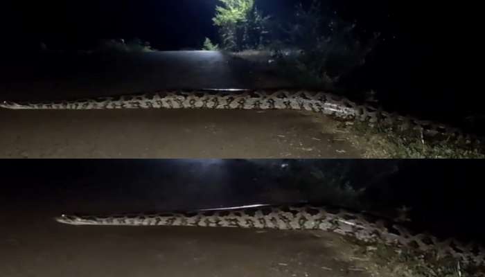 Python Video: బాప్ రే... రోడ్డు దాటుతున్న అత్యంత భారీ కొండ చిలువ.. వీడియో చూస్తే షాక్..