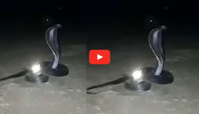 Nagamani Video: నాగమణికి సెక్యూరిటీగా నాగుపాము.. సోషల్ మీడియాను షేక్ చేస్తున్న అరుదైన వీడియో..