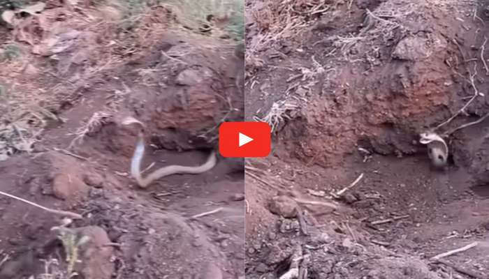Angry King Cobra Video: వామ్మో.. ఇదేం పాము రా నాయనా.. పుట్టలో నుంచి ఆగ్రహంతో ఎలా వచ్చేసిందో చూడండి!