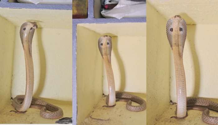 Snake video: వామ్మో.. షెల్ఫ్‌లో కూర్చుని బుసలు కొడుతున్న నాగుపాము.. షాకింగ్ వీడియో..