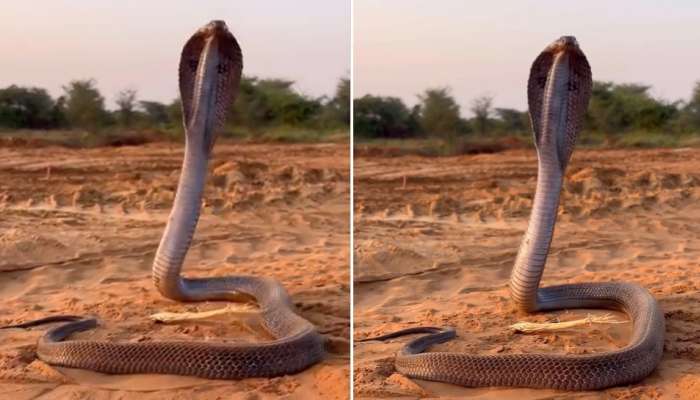 Snake Video: వామ్మో.. పడగవిప్పి స్నేక్ క్యాచర్‌ మీద దాడి చేస్తున్న నాగుపాము.. ఓళ్లు గగుర్పొడిచే వీవియో..