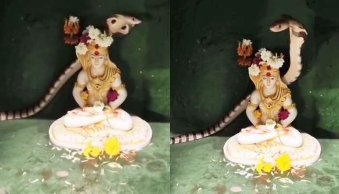 Snake on Shiva Statue Video: కార్తీకంవేళ అద్భుతం.. శివుడి విగ్రహం మీద పగడవిప్పిన నాగుపాము.. వీడియో..
