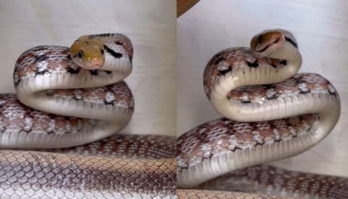 Trinket Snake Video: ఇదెక్కడి మాస్ రా మావా.!. డ్యాన్స్ చేస్తూ బుసలు కొడుతున్న నాగుపాము.. అరుదైన వీడియో..