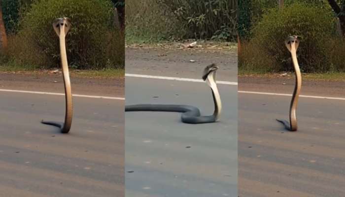 Snake Video: బాప్ రే .. నడిరోడ్డుపై  తోక మీద పాకుతున్న భారీ  నాగు పాము.. వీడియో చూస్తే షాక్..