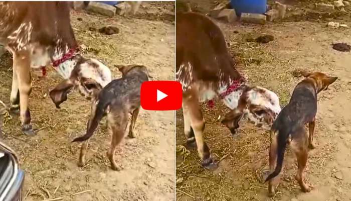 Dog Rare Video: దూడకు పాలిచ్చిన తల్లికుక్క.. అరుదైన ఘటన వీడియో.. మీరు కూడా చూశారా?