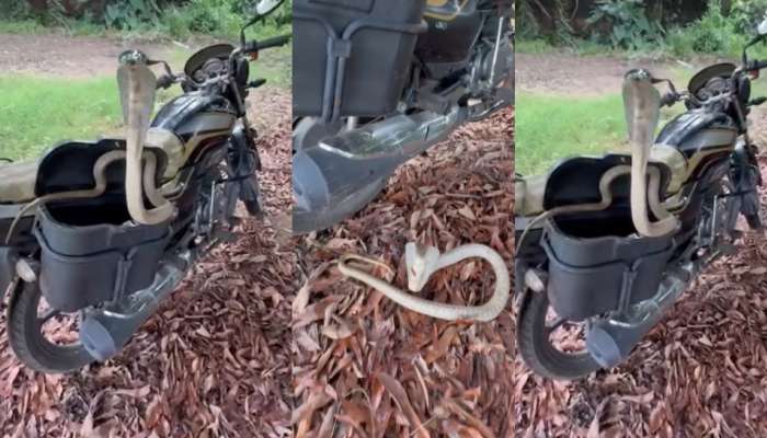 Snake Video: ఓర్నాయనో..  రైడింగ్‌కు వెళ్తుందా ఏంటీ..?.. బైక్ మీద కూర్చుని బుసలు కొడుతున్న నాగు పాము.. ఓళ్లు గగుర్పొడిచే వీడియో..