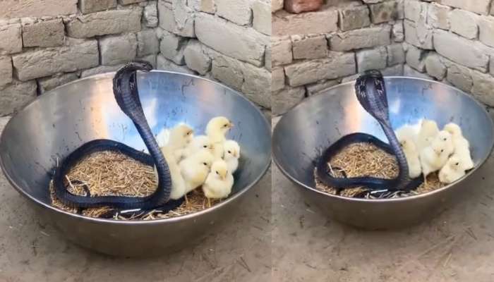 Snake Video: అయ్యో.. పాపం.. కోడి పిల్లలపై బుసలు కొడుతూ నాగుపాము దాడి.. షాకింగ్ వీడియో..