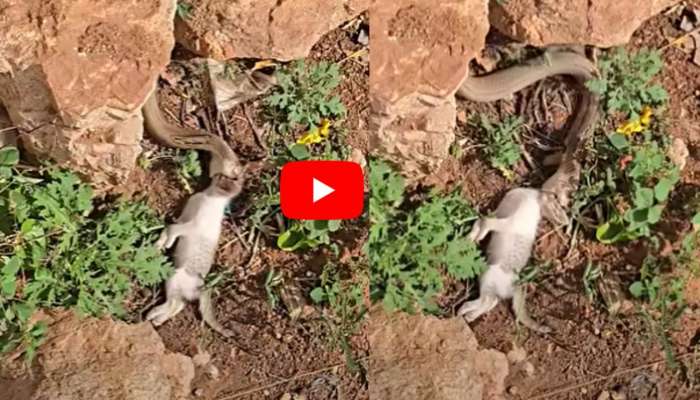 King Cobra Video: వామ్మె.. కళ్లముందే పిల్లిని మింగిన కింగ్‌ కోబ్రా.. నెట్టింట్లో వీడియో వైరల్..