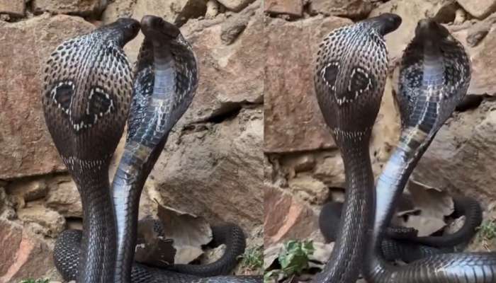 Snake Video:  ఓర్నాయనో.. లిప్ లాక్ చేసుకుంటున్న రెండు నల్ల నాగు పాములు.. అరుదైన వీడియో..