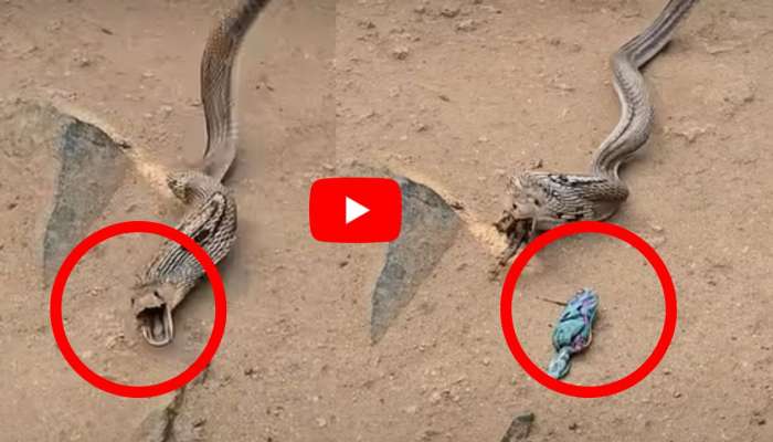 Venomous Cobra Video: పాత బట్టలు మింగిన నాగుపాము.. ఎలా పట్టుకుని రక్షించారో చూడండి!
