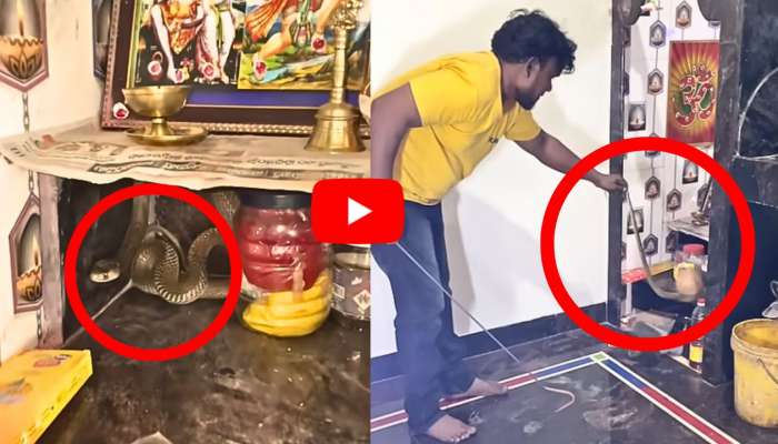 King Cobra Video: అర్ధరాత్రి దేవుడి గుడిలో దూరిన నాగుపాము.. అరుదైన వీడియో..