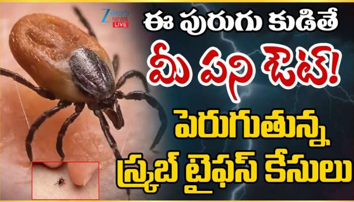 Scrub typhus: ఈ పురుగు కుడితే మీ పని ఔట్.. పెరుగుతున్న స్క్రబ్ టైఫస్ కేసులు.. 
