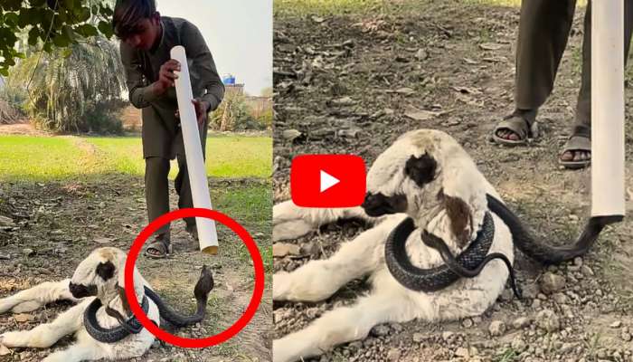 Cobra Video: గొర్రె పిల్ల మెడకు చుట్టుకున్న పాము.. ఏం చేశారంటే?