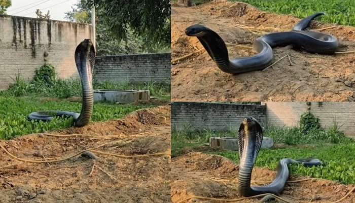 Black Snake Video: బాప్ రే.. మెరుపు వేగంతో బుసలు కొడుతు వెళ్తున్న నల్ల నాగుపాము.. అరుదైన వీడియో..