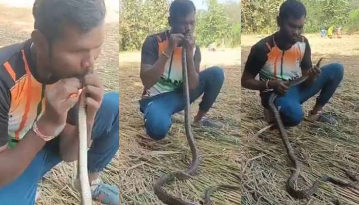  Man cpr to Snake Video:  పాముకు సీపీఆర్.. 30 నిమిషాలపాటు నోట్లో నోరు పెట్టి మరీ.. వీడియో వైరల్..
