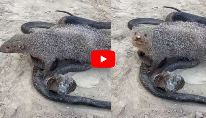 Mongoose Vs Cobra Video: 3 కింగ్‌కోబ్రాలను లొంగదీసుకున్న ముంగిస.. వీడియో చూస్తే ఆశ్చర్యపోతారు!