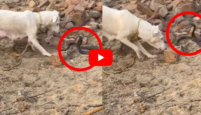 Cobra Open Hood Video: పడగ విప్పిన నాగుపామును కొరకబోయిన కుక్క.. చివరికి ఏం జరిగిందో చూస్తే ఆశ్చర్యపోతారు..