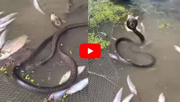 Rare Cobras Video: వామ్మో.. వలకు చిక్కిన అరుదైన కింగ్ కోబ్రాలు.. పడగవిప్పి ఆడుతున్న దృశ్యాలు..