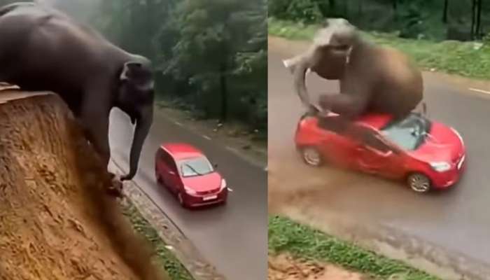 Elephant Video: అయ్యో పాపం.. కొండపై నుంచి రోడ్డు మీద జారీ పడ్డ భారీ ఏనుగు.. వీడియో వైరల్...