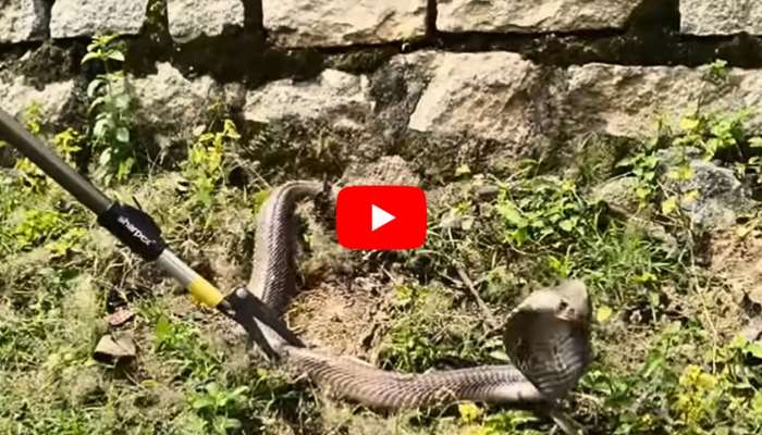 King Cobra Video: కుబుసం విడుస్తున్న కింగ్ కోబ్రాను పట్టుకున్న స్నేక్ క్యాచర్.. వీడియో ఇదే..