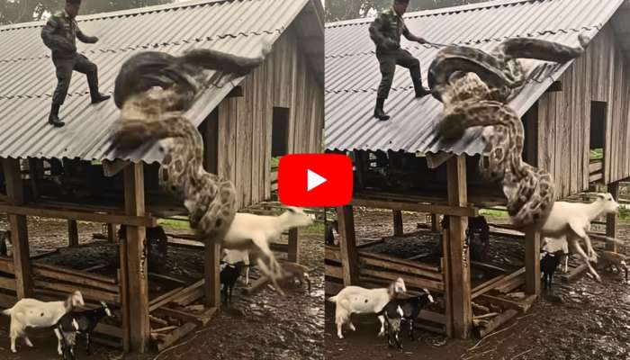 Giant Anaconda Attack Video: మేకను మింగబోయిన భారీ అనకొండ.. యజమాని ఏం చేశాడో చూస్తే షాక్.. వీడియో..