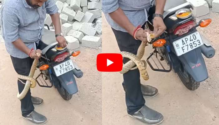 King Cobra Video: అయ్యో.. స్నేక్ క్యాచర్ కాలుకి చుట్టుకున్న కింగ్ కోబ్రా.. వీడియో..