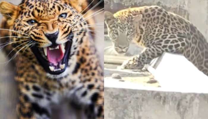Nagpur Leopard Attack Video: వామ్మో.. జనాలకు సుస్సుపోయించిన చిరుతపులి.. గంటలో 7 గురిపై దాడి.. వీడియో..