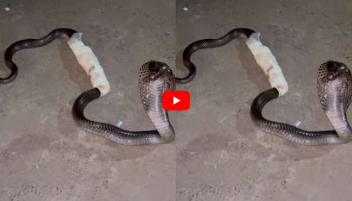 Cobra Video: వామ్మె.. కింగ్ కోబ్రాకి వైద్యం చేసిన డాక్టర్లు.. వీడియో చూస్తేనే భయమేస్తోంది!