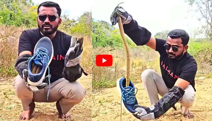 Russell Viper Video: వామ్మో.. షూలో రస్సెల్స్ వైపర్.. Video ఇదే..