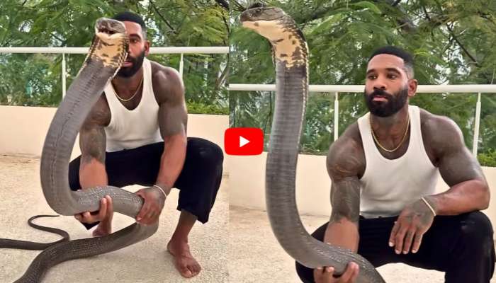 Cobra Video: వామ్మె.. కింగ్ కోబ్రాను రెండు చేతులతో పైకి లేపిన యువకుడు.. వీడియో చూస్తే షాక్..