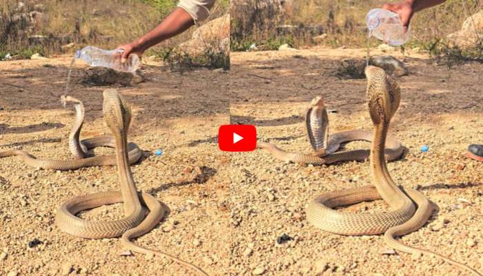 Cobra Video: వామ్మె.. ప్లాస్టిక్ బాటిల్‌తో కింగ్ కోబ్రాలకు నీటిని తాగించిన వ్యక్తి.. వీడియో ఇదే!
