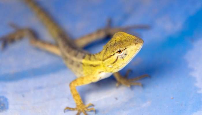 Lizards: ఇంట్లో బల్లుల బెడద ఎక్కువైందా? ఈ 5 ట్రిక్స్‌ పాటించండి..!