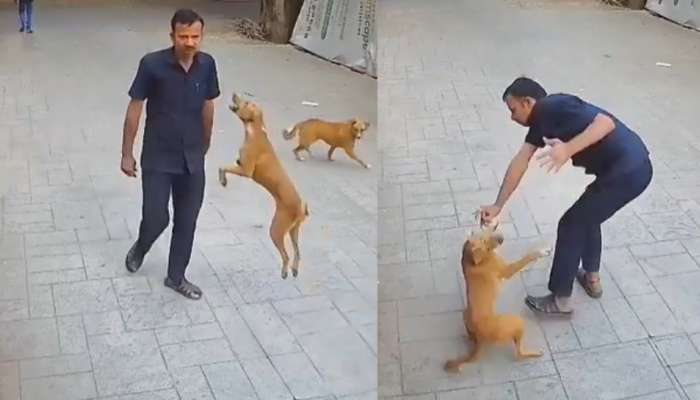 Video Viral: షాకింగ్.. గాల్లో ఎగిరి సెక్యురిటీ గార్డును కొరికిన వీధి శునకం.. వీడియో  వైరల్..