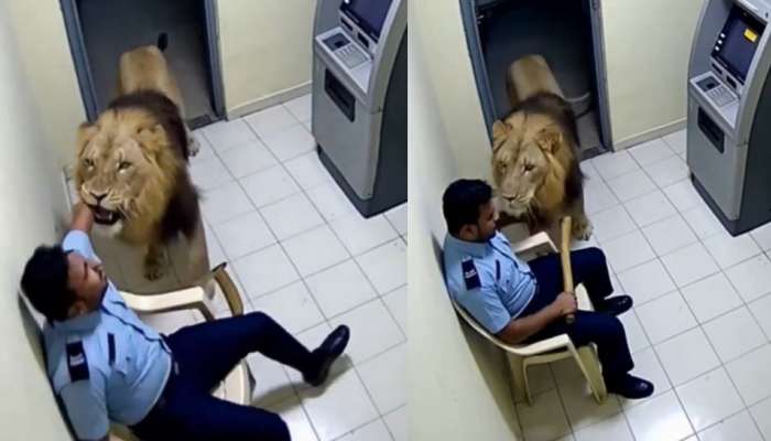 Lion Attack Video: వామ్మో..  నిద్రలో ఉన్న సెక్యురిటీ గార్డుపై దాడి చేసిన భారీ సింహాం...  ఓళ్లు గగుర్పొడిచే వీడియో...