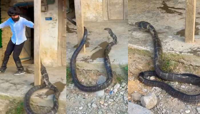  King Cobra Video: ఏంగుండెరా వాడిది..  20  అడుగుల కింగ్ కోబ్రాతో ఏంచేస్తున్నాడో తెలిస్తే షాక్.. వీడియో మీకోసం..