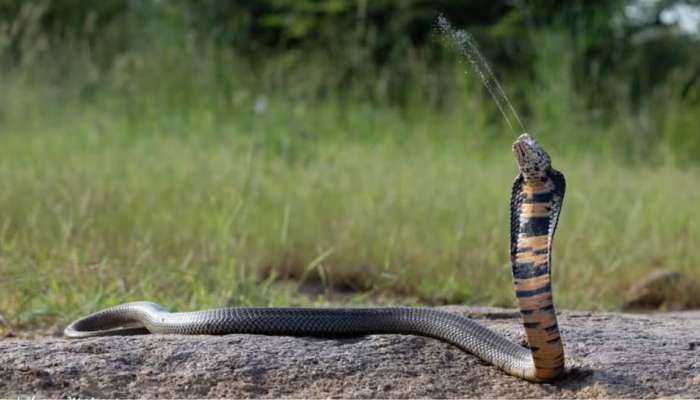 Most Dangerous Snake: ప్రపంచంలోనే అత్యంత విషపూరితమైన పాము..9 అడుగుల దూరం నుంచి మనిషిని చంపగలదు!