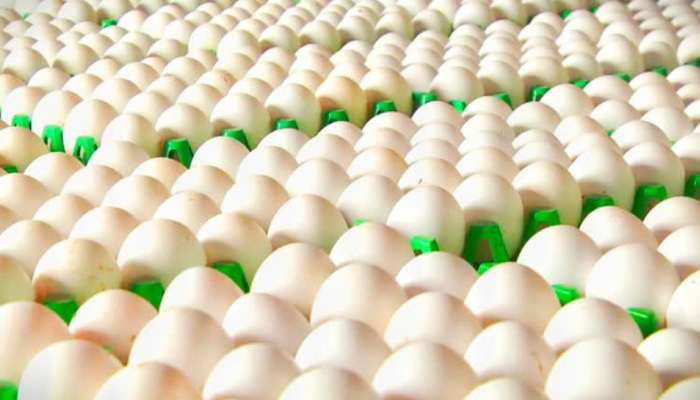 Egg Price Hike: గుడ్డు ప్రియులకు బిగ్‌ షాక్.. ఆల్ టైమ్ రికార్డుకు కోడి గుడ్ల ధరలు.. ఎంతో తెలుసా?