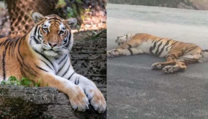 Palnadu: పల్నాడు జిల్లాలో ఘోరం..  వాహనం ఢీకొని రోడ్డు మీద పెద్దపులి దుర్మరణం.. ఫారెస్ట్ అధికారులు సీరియస్..