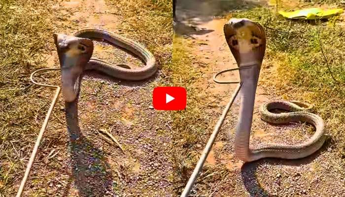 Cobra Video: వామ్మో.. 12 ఏళ్ల నాటి నాగుపామును పట్టుకున్న యువకుడు.. వీడియో చూస్తే షాక్ అవ్వాల్సిందే..