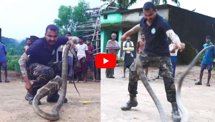 Cobra Video: ఓరి నాయనో.. ఇలా ఎలా పట్టుకున్నారు రా బాబు.. ఏకంగా 15 అడుగులకు కింగ్ కోబ్రాను రెస్క్యూ చేశాడు.. వీడియో..