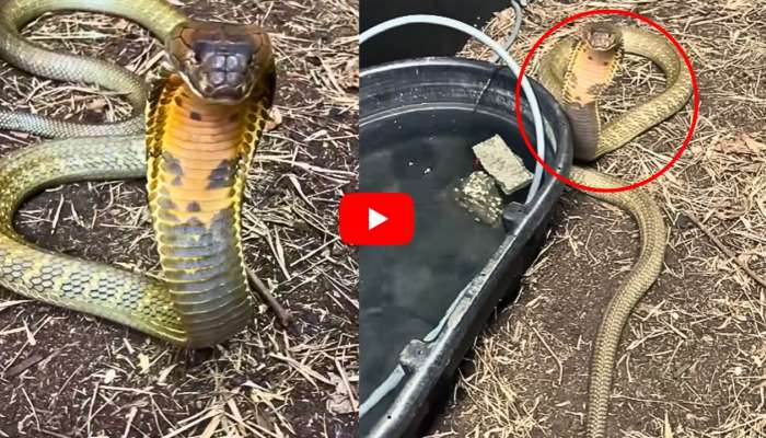 Cobra Video: వామ్మో.. మలేషియన్ కింగ్ కోబ్రాని చూశారా ఎప్పుడైనా.. వీడియో చూస్తేనే భయం వేస్తోంది..