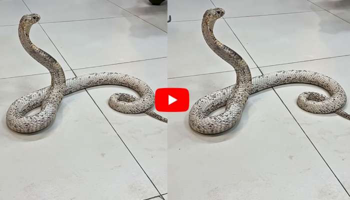 Silver Cobra Video: మాంసం మార్కెట్‌లో సిల్వర్‌ కోబ్రా.. అబ్బబ్బ భలే మెరుస్తోంది.. వీడియో..