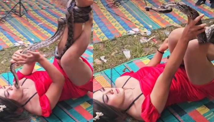  Python Video: అదేమన్నా నీ బాయ్ ఫ్రెండా..?.. కొండ చిలువకు కసితీరా ముద్దులు పెట్టిన అమ్మాయి.. వీడియో వైరల్..